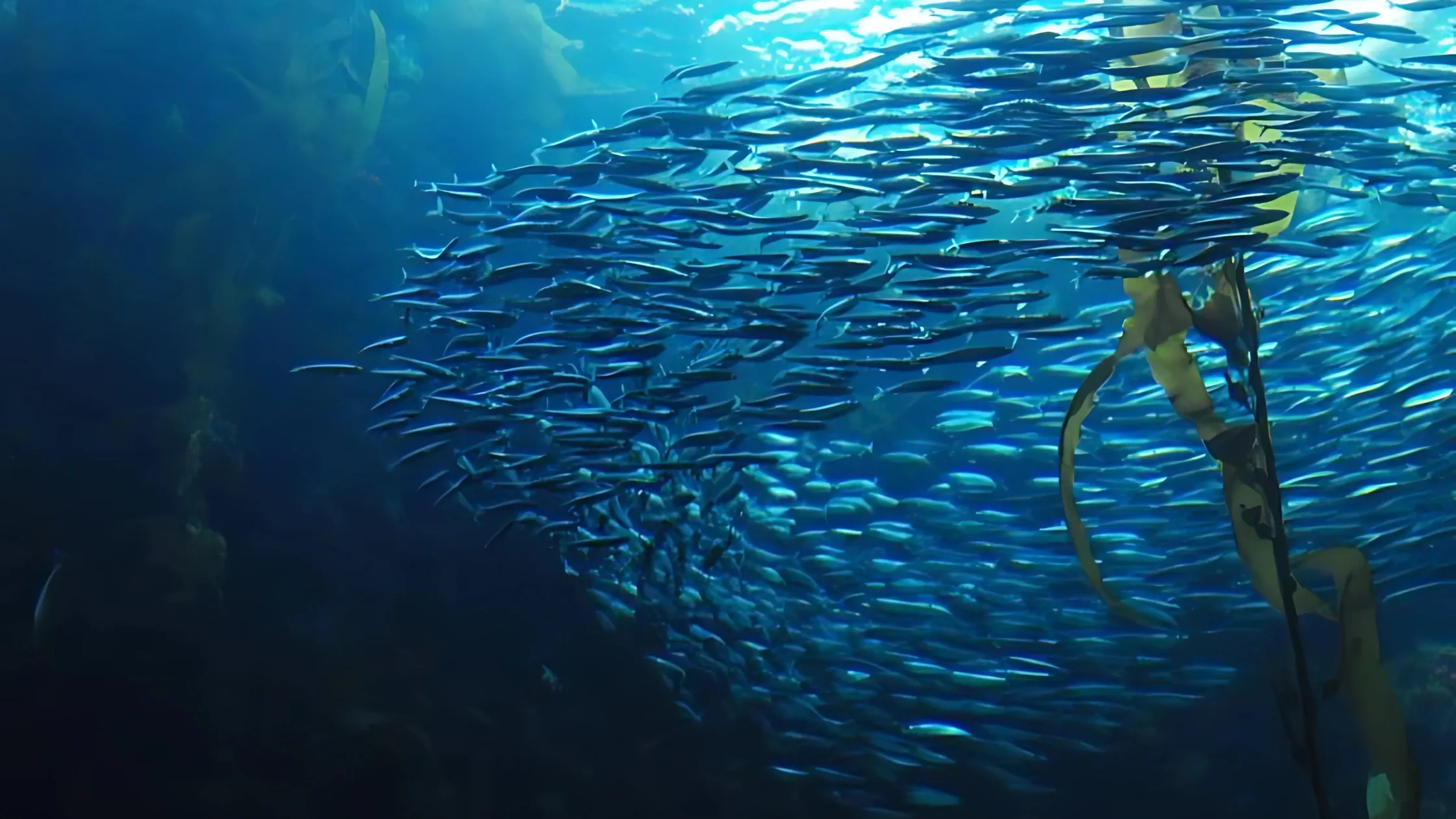 The Science of Morphic Fields